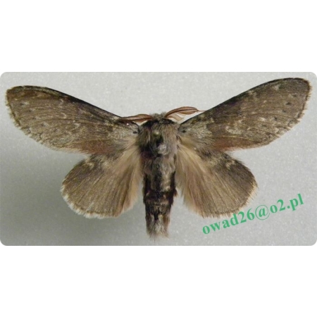 Stauropus fagi (Linnaeus, 1758) male Potwora buczynówka